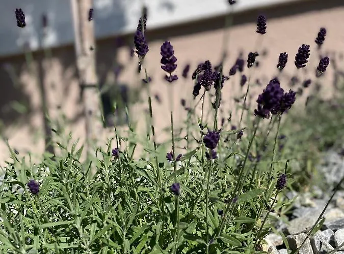 Luserblick * 恩斯塔尔豪斯